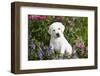 Labrador Retriever Pup-null-Framed Photographic Print