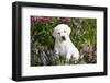 Labrador Retriever Pup-null-Framed Photographic Print