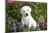 Labrador Retriever Pup-null-Mounted Photographic Print