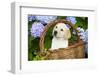 Labrador Retriever Pup-null-Framed Photographic Print