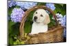 Labrador Retriever Pup-null-Mounted Photographic Print