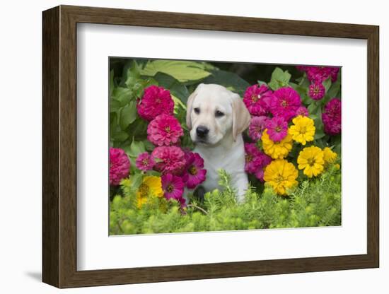 Labrador Retriever Pup-null-Framed Photographic Print