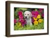 Labrador Retriever Pup-null-Framed Photographic Print