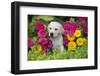 Labrador Retriever Pup-null-Framed Photographic Print