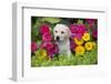 Labrador Retriever Pup-null-Framed Photographic Print