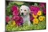 Labrador Retriever Pup-null-Mounted Photographic Print