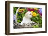 Labrador Retriever Pup-null-Framed Photographic Print