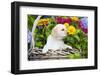 Labrador Retriever Pup-null-Framed Photographic Print