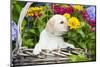 Labrador Retriever Pup-null-Mounted Photographic Print