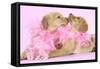 Labrador Retriever Puppies (9 Wks Old)-null-Framed Stretched Canvas