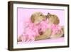 Labrador Retriever Puppies (9 Wks Old)-null-Framed Photographic Print