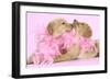 Labrador Retriever Puppies (9 Wks Old)-null-Framed Photographic Print