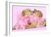 Labrador Retriever Puppies (9 Wks Old)-null-Framed Photographic Print