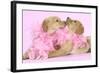 Labrador Retriever Puppies (9 Wks Old)-null-Framed Photographic Print