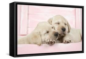 Labrador Retriever Puppies Asleep in a Wooden Box-null-Framed Stretched Canvas