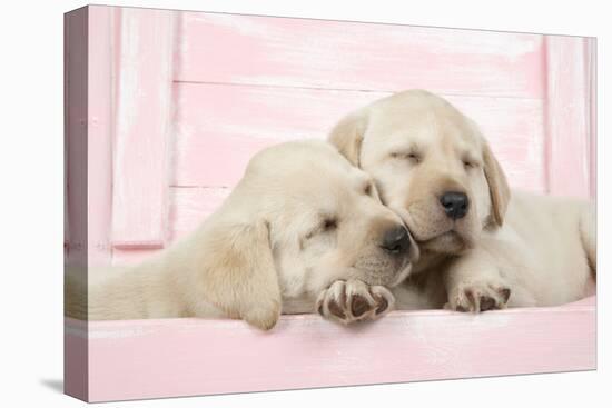 Labrador Retriever Puppies Asleep in a Wooden Box-null-Stretched Canvas