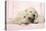 Labrador Retriever Puppies Asleep in a Wooden Box-null-Stretched Canvas