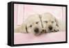 Labrador Retriever Puppies Asleep in a Wooden Box-null-Framed Stretched Canvas