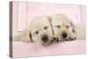 Labrador Retriever Puppies Asleep in a Wooden Box-null-Stretched Canvas