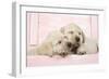 Labrador Retriever Puppies Asleep in a Wooden Box-null-Framed Photographic Print