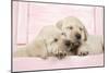 Labrador Retriever Puppies Asleep in a Wooden Box-null-Mounted Photographic Print