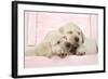 Labrador Retriever Puppies Asleep in a Wooden Box-null-Framed Photographic Print