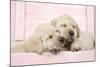 Labrador Retriever Puppies Asleep in a Wooden Box-null-Mounted Photographic Print