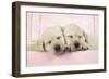 Labrador Retriever Puppies Asleep in a Wooden Box-null-Framed Photographic Print