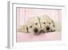 Labrador Retriever Puppies Asleep in a Wooden Box-null-Framed Photographic Print