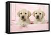 Labrador Retriever Puppies in a Wooden Box-null-Framed Stretched Canvas