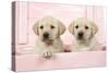 Labrador Retriever Puppies in a Wooden Box-null-Stretched Canvas