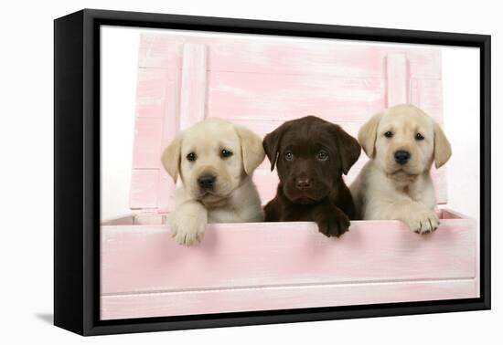 Labrador Retriever Puppies in a Wooden Box-null-Framed Stretched Canvas