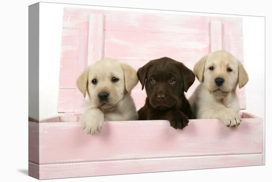 Labrador Retriever Puppies in a Wooden Box-null-Stretched Canvas