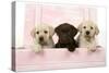 Labrador Retriever Puppies in a Wooden Box-null-Stretched Canvas