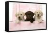 Labrador Retriever Puppies in a Wooden Box-null-Framed Stretched Canvas