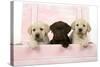 Labrador Retriever Puppies in a Wooden Box-null-Stretched Canvas