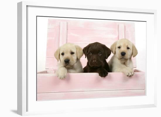 Labrador Retriever Puppies in a Wooden Box-null-Framed Photographic Print