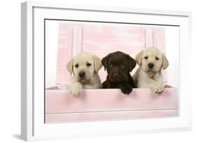 Labrador Retriever Puppies in a Wooden Box-null-Framed Photographic Print