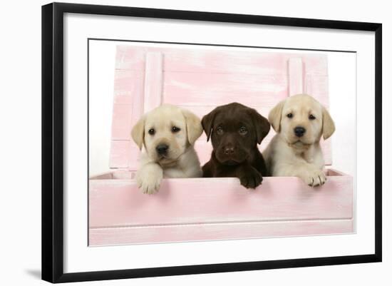 Labrador Retriever Puppies in a Wooden Box-null-Framed Photographic Print