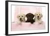 Labrador Retriever Puppies in a Wooden Box-null-Framed Photographic Print