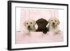 Labrador Retriever Puppies in a Wooden Box-null-Framed Photographic Print