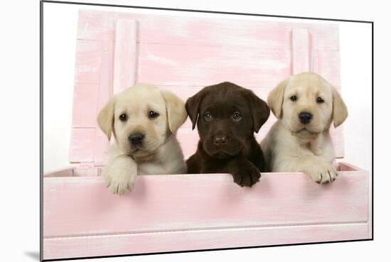 Labrador Retriever Puppies in a Wooden Box-null-Mounted Photographic Print