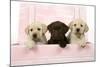 Labrador Retriever Puppies in a Wooden Box-null-Mounted Photographic Print