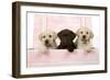 Labrador Retriever Puppies in a Wooden Box-null-Framed Photographic Print