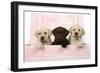 Labrador Retriever Puppies in a Wooden Box-null-Framed Photographic Print