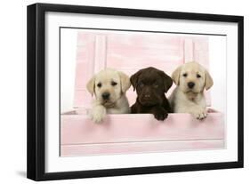 Labrador Retriever Puppies in a Wooden Box-null-Framed Photographic Print