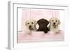 Labrador Retriever Puppies in a Wooden Box-null-Framed Photographic Print