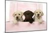 Labrador Retriever Puppies in a Wooden Box-null-Mounted Photographic Print