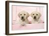 Labrador Retriever Puppies in a Wooden Box-null-Framed Photographic Print