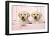 Labrador Retriever Puppies in a Wooden Box-null-Framed Photographic Print